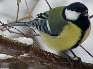 Great Tit 
&copy; Marcel Van der Tol