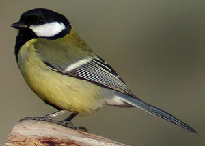 Great Tit 
&copy; Marcel Van der Tol