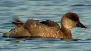 Red-crested Pochard 
&copy; Marcel Van der Tol