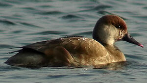Red-crested Pochard 
&copy; Marcel Van der Tol