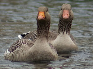 Greylag Goose 
&copy; Marcel Van der Tol