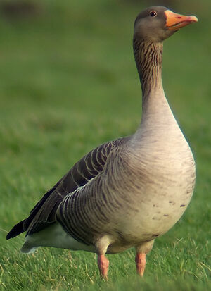 Greylag Goose 
&copy; Marcel Van der Tol