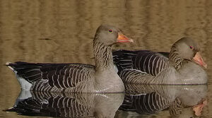 Greylag Goose 
&copy; Marcel Van der Tol
