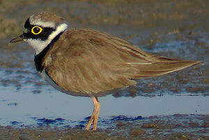 Little Ringed Plover