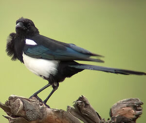 Pie bavarde