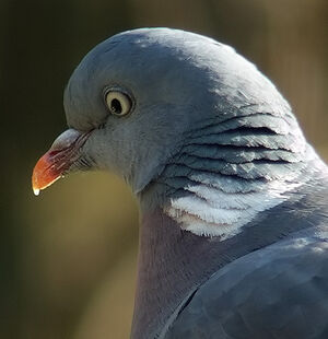 Pigeon ramier 
&copy; Marcel Van der Tol