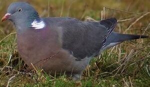Pigeon ramier 
&copy; Marcel Van der Tol