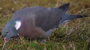 Pigeon ramier 
&copy; Marcel Van der Tol