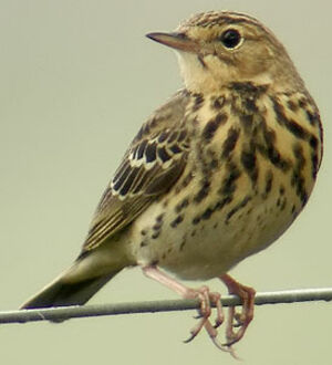 Pipit des arbres 
&copy; Marcel Van der Tol