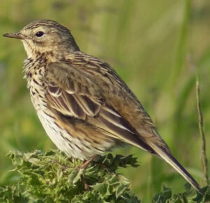 Meadow Pipit 
&copy; Marcel Van der Tol