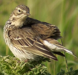 Meadow Pipit 
&copy; Marcel Van der Tol