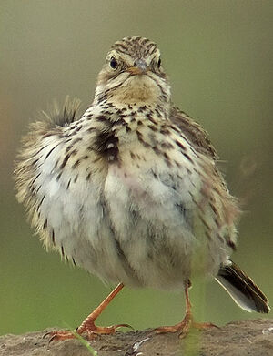 Meadow Pipit 
&copy; Marcel Van der Tol