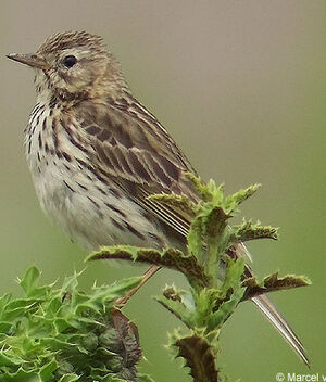 Meadow Pipit 
&copy; Marcel Van der Tol