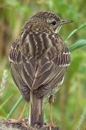 Meadow Pipit 
&copy; Marcel Van der Tol