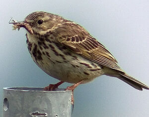 Meadow Pipit 
&copy; Marcel Van der Tol