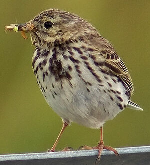Meadow Pipit 
&copy; Marcel Van der Tol