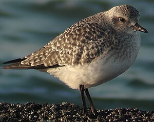 Grey Plover 
&copy; Marcel Van der Tol