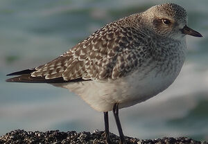 Grey Plover 
&copy; Marcel Van der Tol
