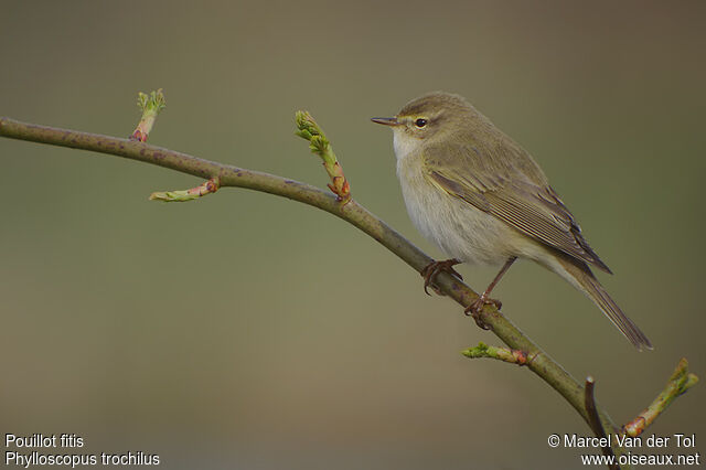 Willow Warbler male adult