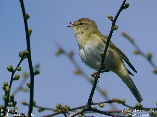 Willow Warbler male adult