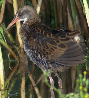 Water Rail 
&copy; Marcel Van der Tol