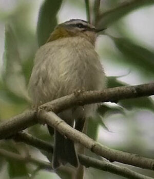 Common Firecrest 
&copy; Marcel Van der Tol