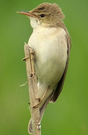 Marsh Warbler