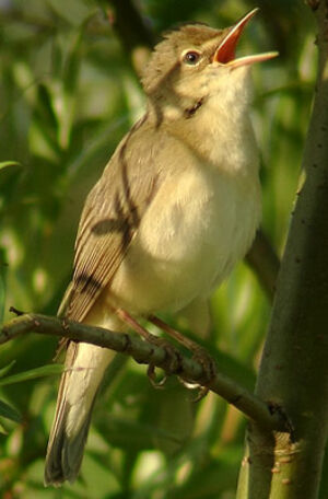 Marsh Warbler