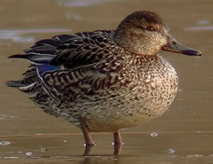 Eurasian Teal