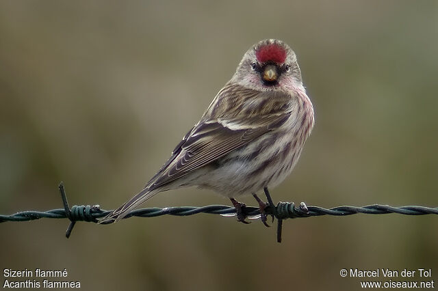 Common Redpoll male adult