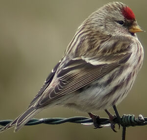 Common Redpoll
