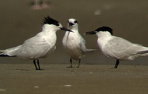 Sandwich Tern 
&copy; Marcel Van der Tol
