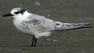 Sandwich Tern 
&copy; Marcel Van der Tol