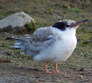 Common Tern 
&copy; Marcel Van der Tol