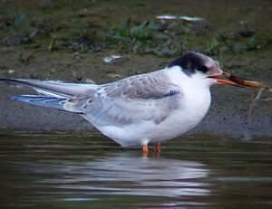 Common Tern 
&copy; Marcel Van der Tol
