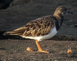 Ruddy Turnstone 
&copy; Marcel Van der Tol