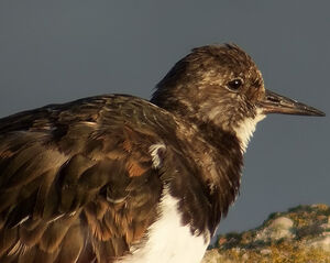 Ruddy Turnstone 
&copy; Marcel Van der Tol