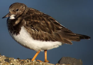 Ruddy Turnstone 
&copy; Marcel Van der Tol