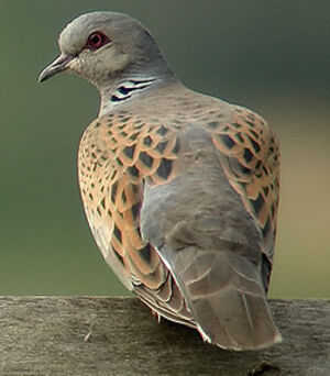 European Turtle Dove