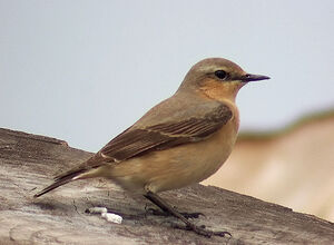 Northern Wheatear
