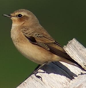 Northern Wheatear