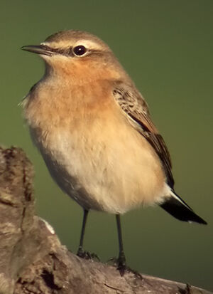 Northern Wheatear 
&copy; Marcel Van der Tol