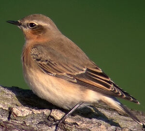 Northern Wheatear 
&copy; Marcel Van der Tol