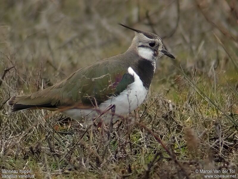 Northern Lapwing female adult