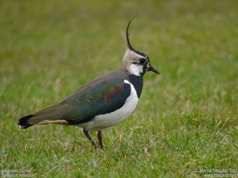 Northern Lapwing male adult