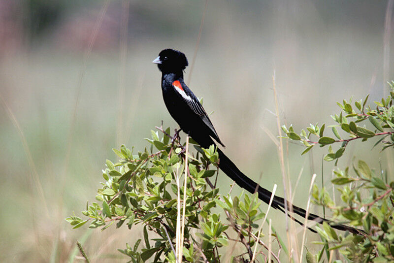 Long-tailed Widowbird male adult breeding, identification