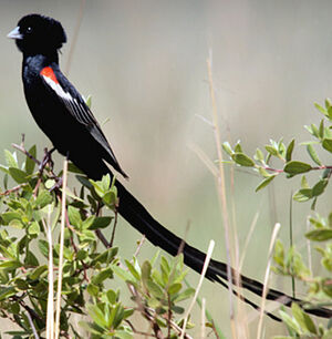 Long-tailed Widowbird