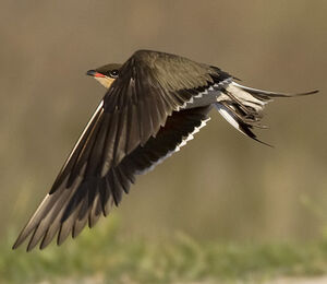 Collared Pratincole 
&copy; Marie-Claude Orosquette