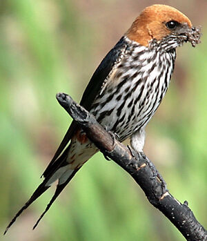 Hirondelle striée
