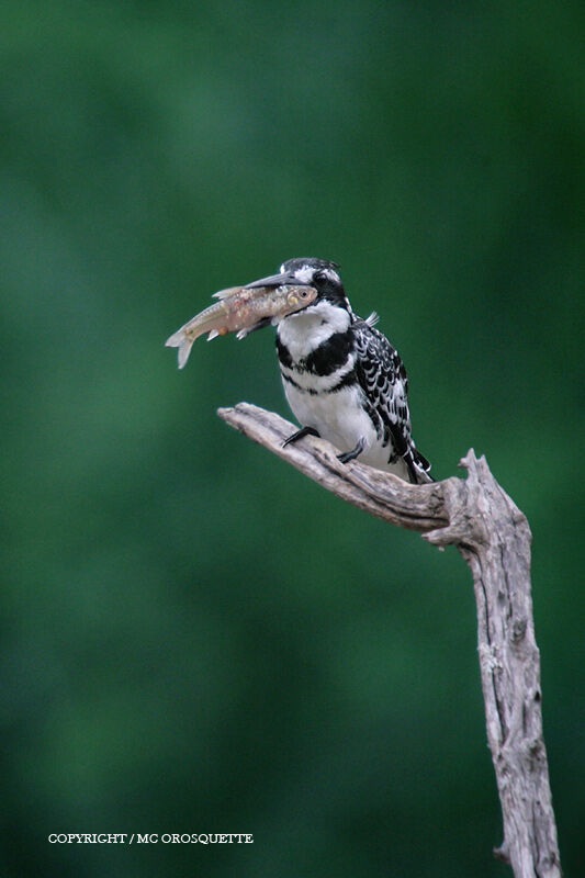 Pied Kingfisher male